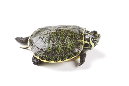 A photo of a turtle on a white background