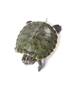 A photo of a turtle on a white background