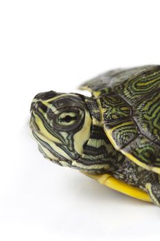 A photo of a turtle on a white background