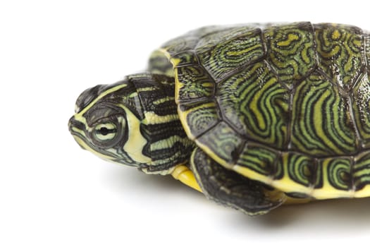 Turtle walking in front of a white background