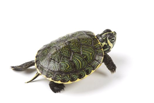 A photo of a turtle on a white background