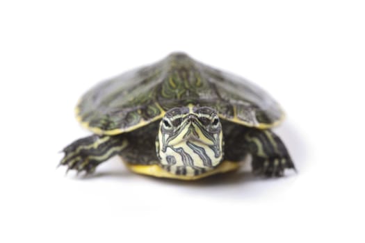 Turtle walking in front of a white background