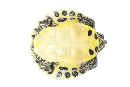 A photo of a turtle on a white background