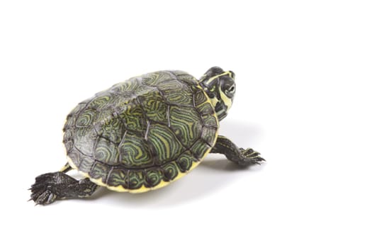 A photo of a turtle on a white background