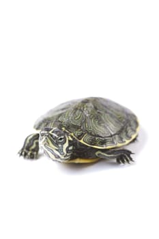 Turtle walking in front of a white background