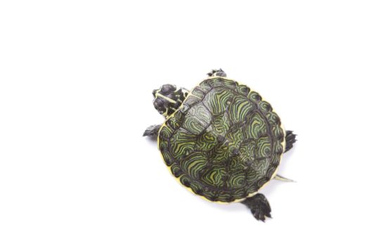 A photo of a turtle on a white background