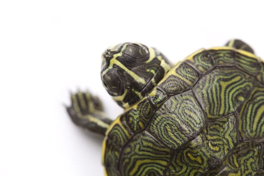 Turtle walking in front of a white background