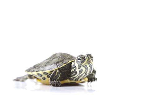 Turtle walking in front of a white background