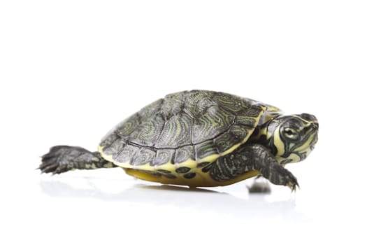 A photo of a turtle on a white background