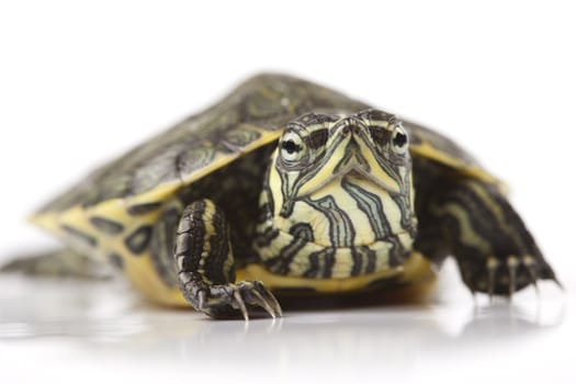 Turtle walking in front of a white background