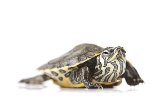 Turtle walking in front of a white background