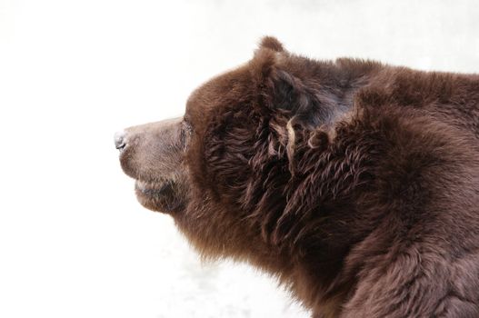 Shot of the brown bear