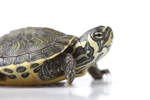 A photo of a turtle on a white background