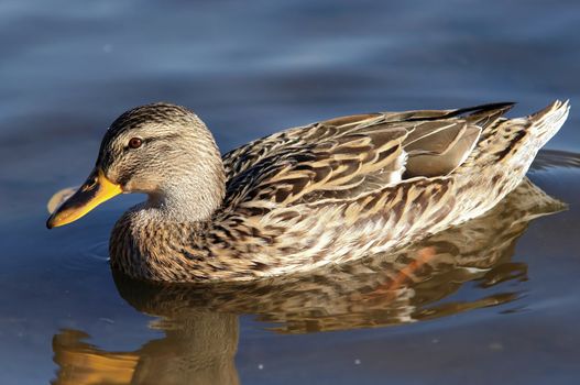 Shot of the wild duck afloating on the water