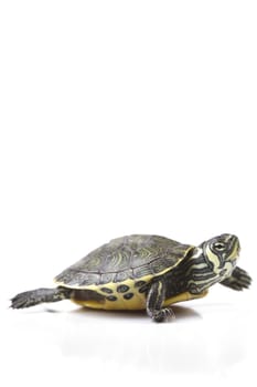 Turtle walking in front of a white background