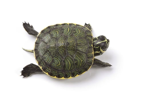 A photo of a turtle on a white background