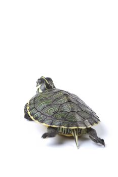 A photo of a turtle on a white background