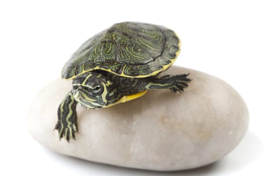 Turtle sitting on a stone - isolated on white
