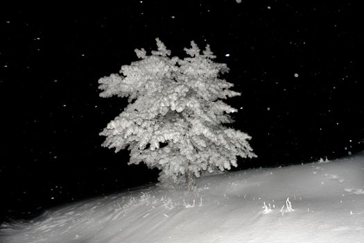                                Night snow in a wood