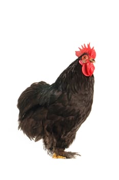  black cock on a white background