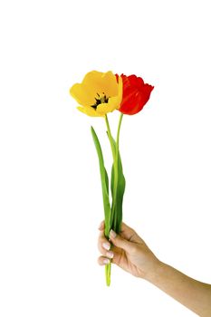 Red and yellow tulips in woman hand isolated on white background