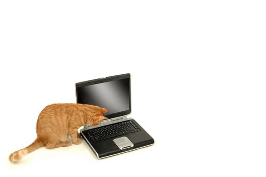 Sweet cat and a laptop. A cat is lokking at laptop.