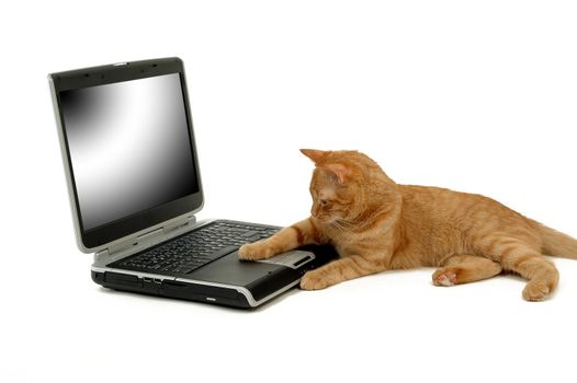 A cat and a laptop on white background. The cat is lying in fron of a laptop