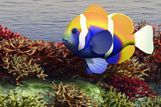 A colorful clown-fish swims among the corals of an ocean reef.