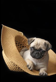 An adorable little pug puppy is relaxing inside of a straw hat.