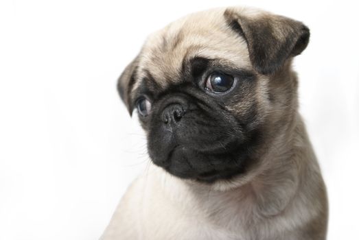 An adorable pug puppy sits and looks out of the frame where there is also copy-space.