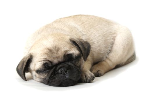An adorable pug puppy is sleeping after all the  playtime.