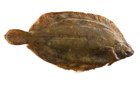 Torbay sole, or witch flounder (Glyptocephalus cynoglossus) isolated on white
