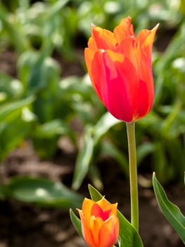 pretty red and orange tulip