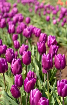 purple tulips