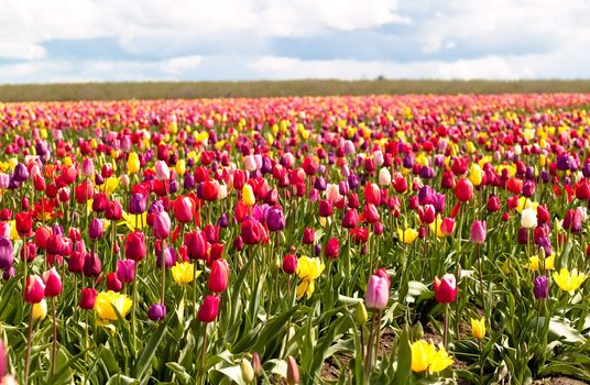 Tulips in a blooming field