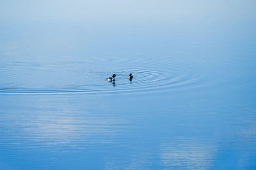 Two ducks on calm lake