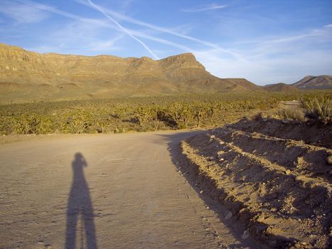 Photographer's shadow in desert landscape filled with joshua trees