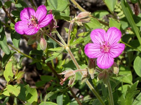 Bee chooses one purple wildflower to gather pollen