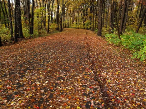Autumn colors highlight pathway through a forest