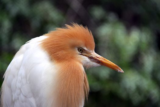 Eastern Cattle Egret in Breeding Season Plumage - ardea ibis coromanda