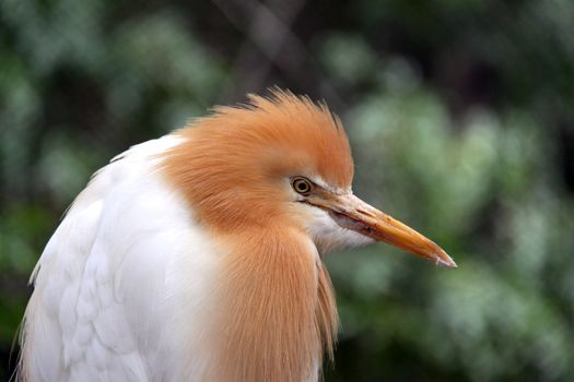 Eastern Cattle Egret in Breeding Season Plumage - ardea ibis coromanda