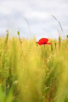 Poppy in a wheatfield, swallow depth of field