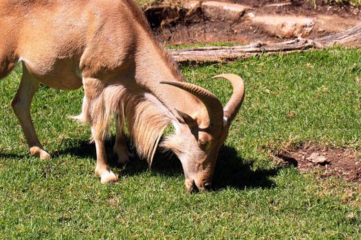 Female Barbary Sheep grazing on grass - Ammotragus lervia.  Adelaide Zoo, Australia
