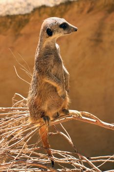 Meerkat (Suricate) standing upright as Sentry - Suricata suricatta