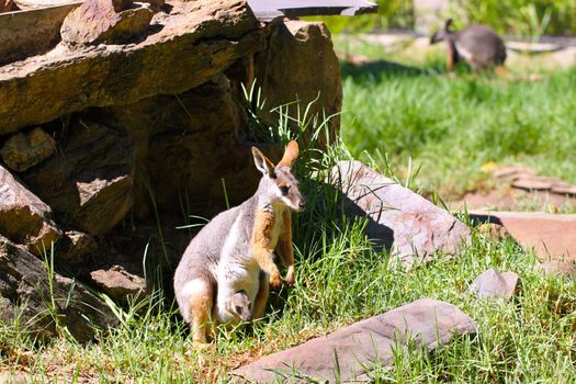 Yellow-Footed Rock-Wallaby with Joey in Pouch - Petrogale xanthopus