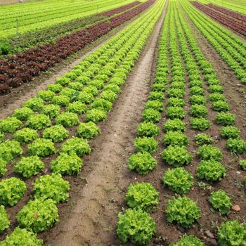 View of rows of green and red lettuces.