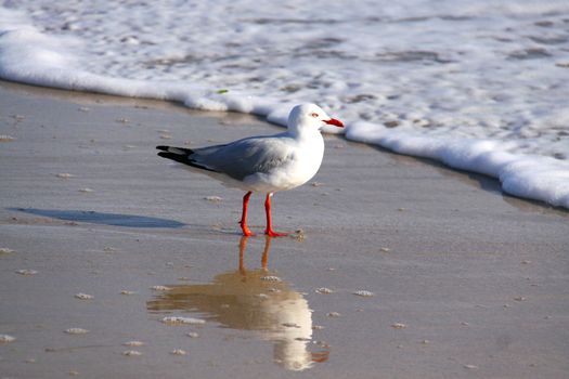 Australian Silver Gull at the Beach - Chroicocephalus novaehollandiae 