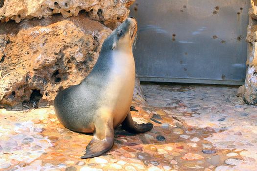 Australian Sea Lion - Neophoca cinerea - Basking in Sunshine in Zoo enclosure