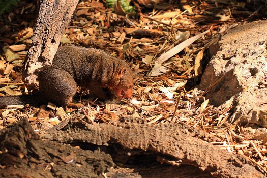Dwarf Mongoose - Helogale parvula - eating a white mouse