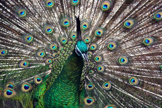 Male Green Peafowl (Peacock) - Pavo muticus - from Southeast Asia. Endangered Species 